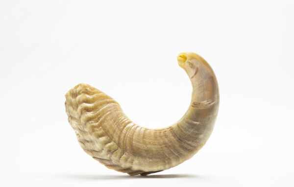 Medium shofar