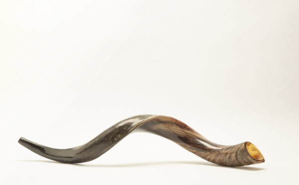 Large kudu shofar